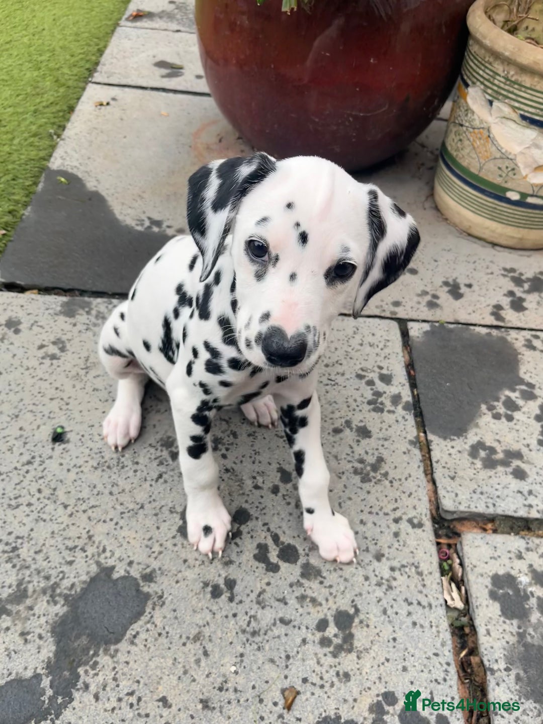 Dalmatian dogs for sale: *Ready for loving homes now* Dalmatian puppies - Image 6