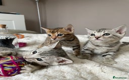 Bengal cats for stud: Gorgeous Bengal for stud in Glasgow - Image 5