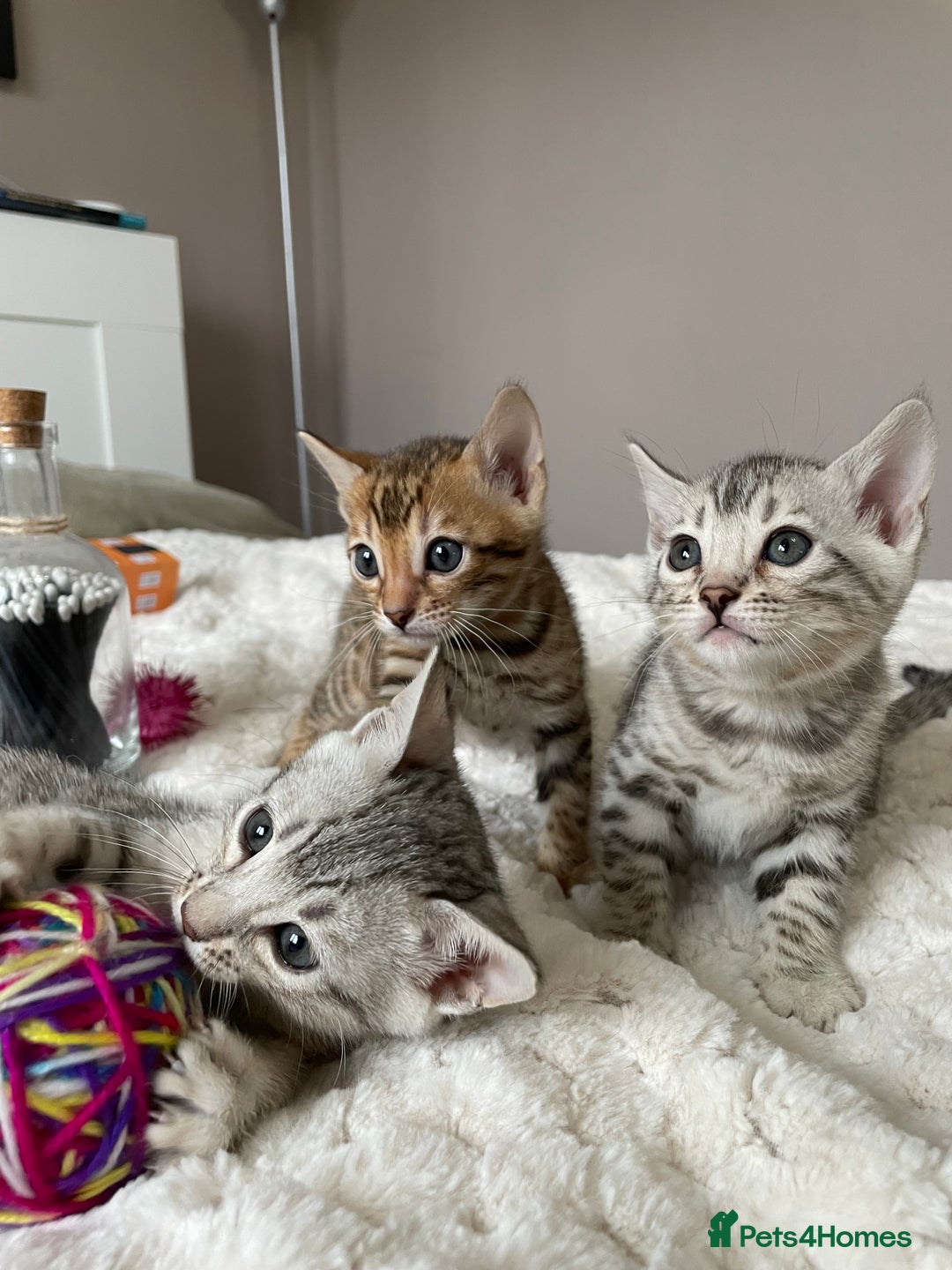 Bengal cats for stud: Gorgeous Bengal for stud in Glasgow - Image 5