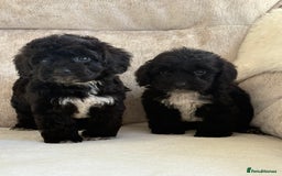 Cockapoo dogs for sale: F1 cockapoo puppies PRA TESTED - Image 20