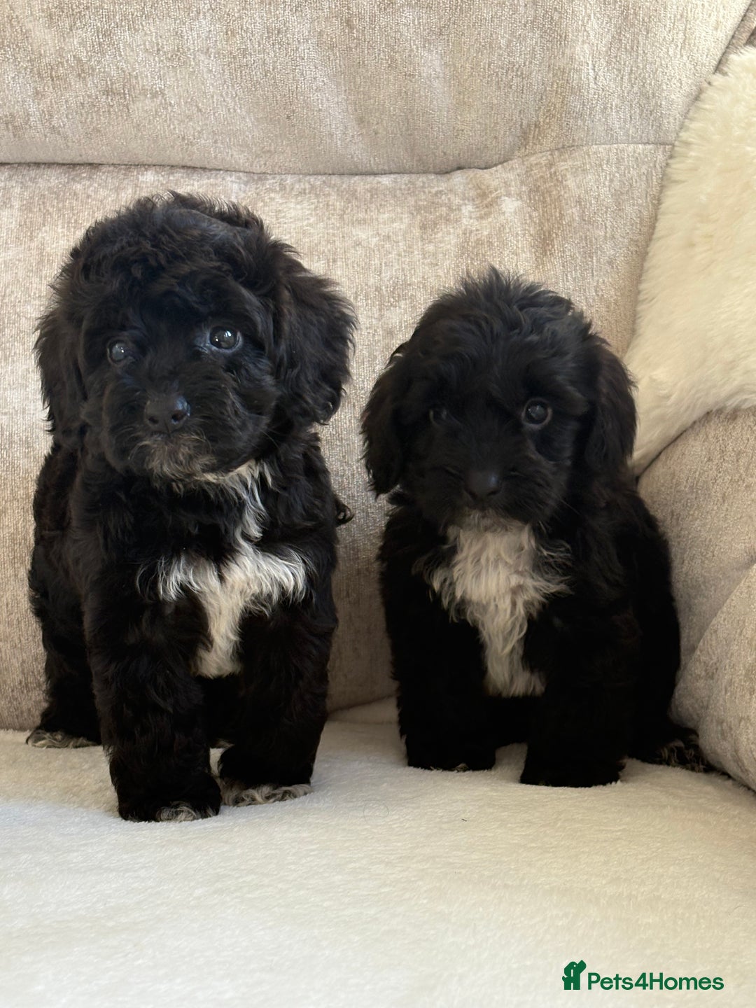 Cockapoo dogs for sale: F1 cockapoo puppies PRA TESTED - Image 20