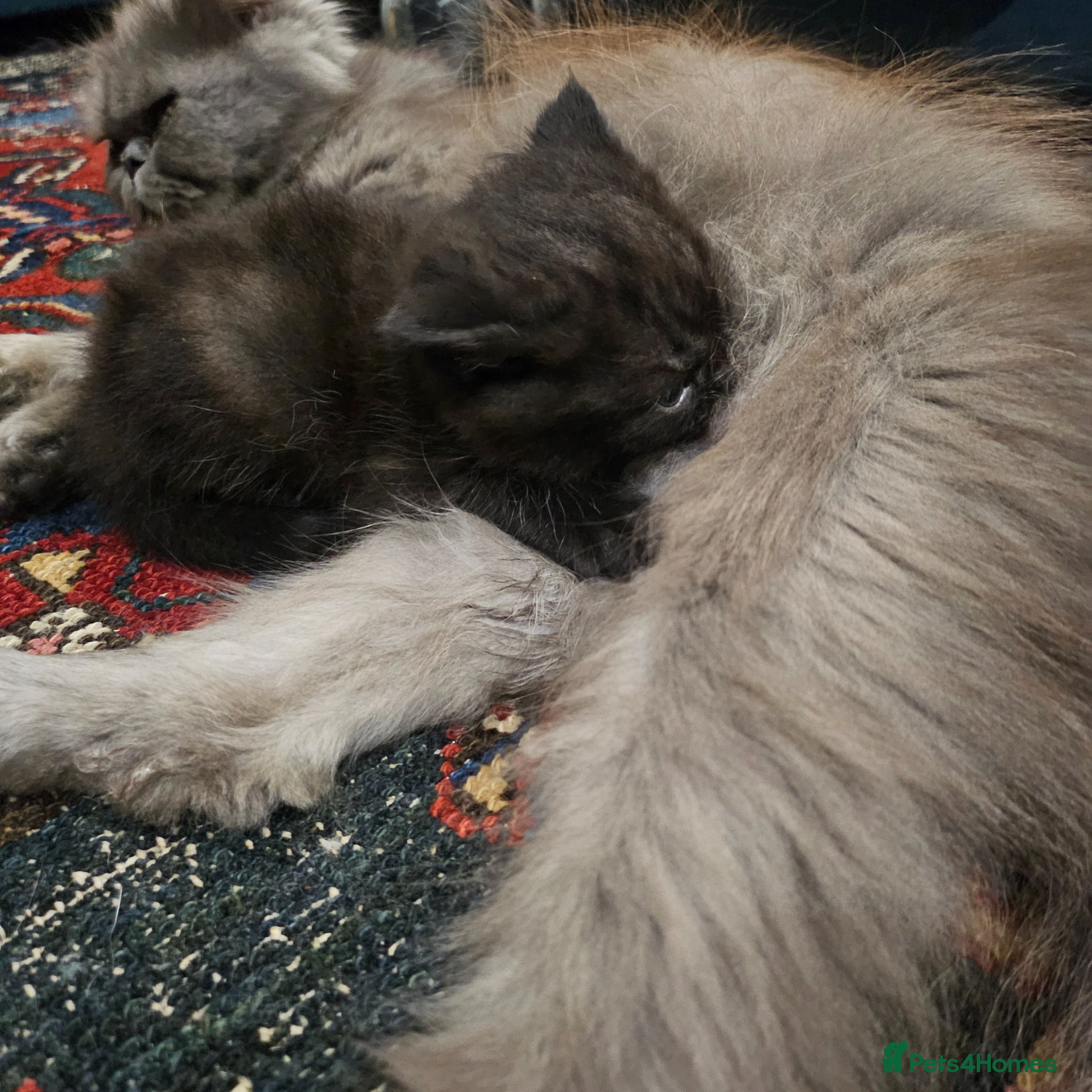 Persian cats Persian x kittens - Advert 4
