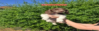 English Springer Spaniel 7