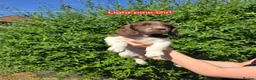 English Springer Spaniel dogs for sale: 7 Springer Spaniel Puppies ready for collection  - Advert 14