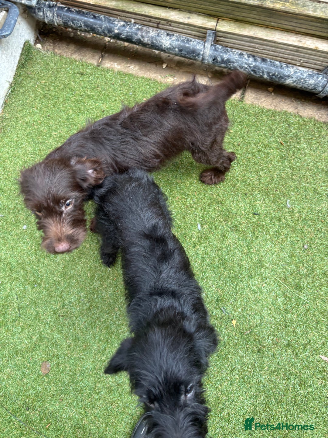 Labradoodle dogs for sale: Labradoodle puppies - Image 8