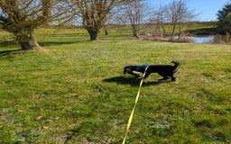 Miniature Poodle dogs for sale: Loving Black Miniature Poodle (2 Years Old) - Image 2