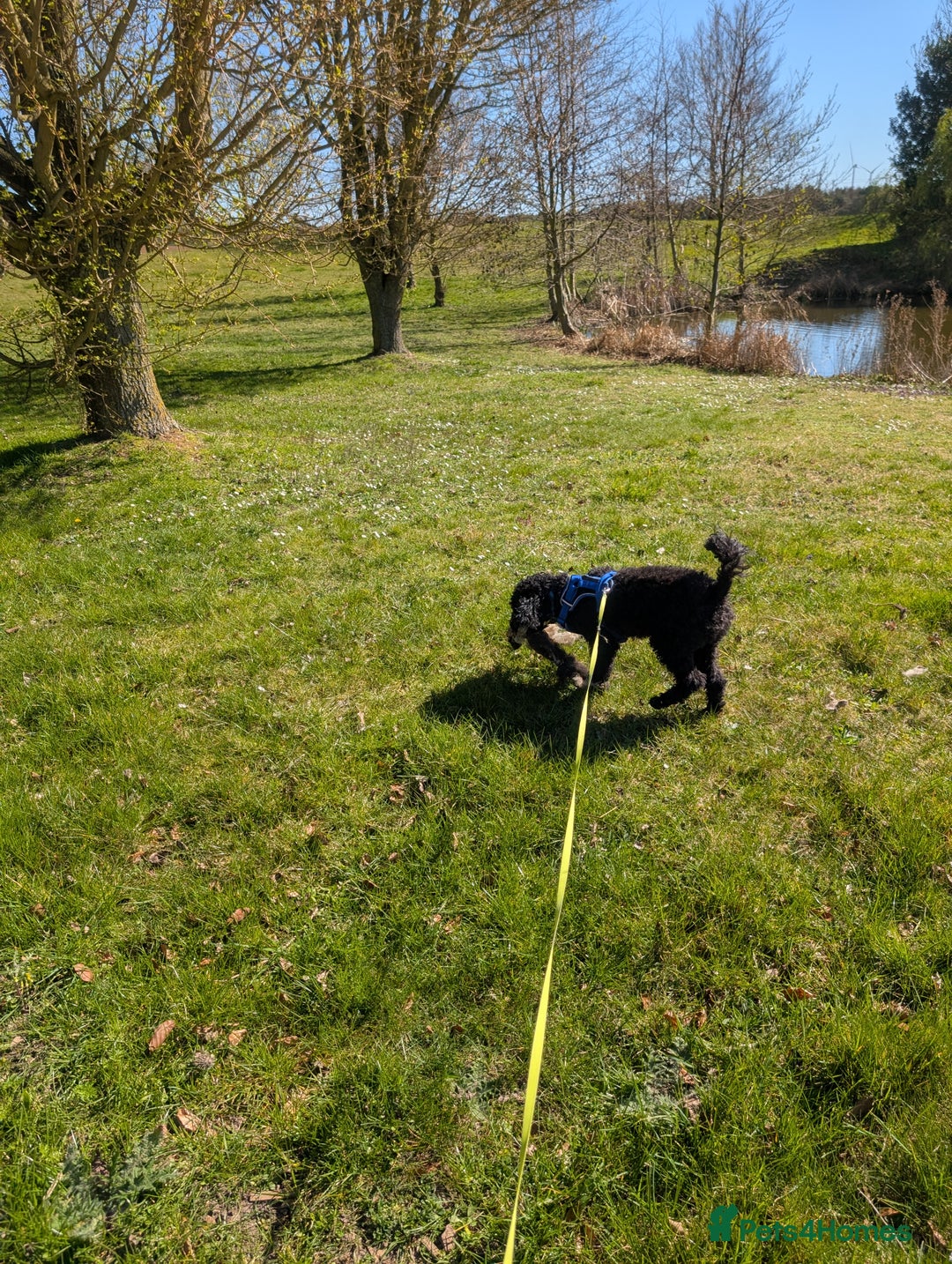 Miniature Poodle dogs for sale: Loving Black Miniature Poodle (2 Years Old) - Image 2