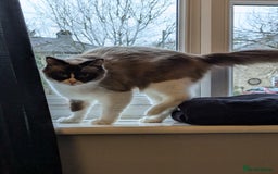 Ragdoll cats for sale: Beautiful seal point mitted snowshoe ragdoll  - Image 3