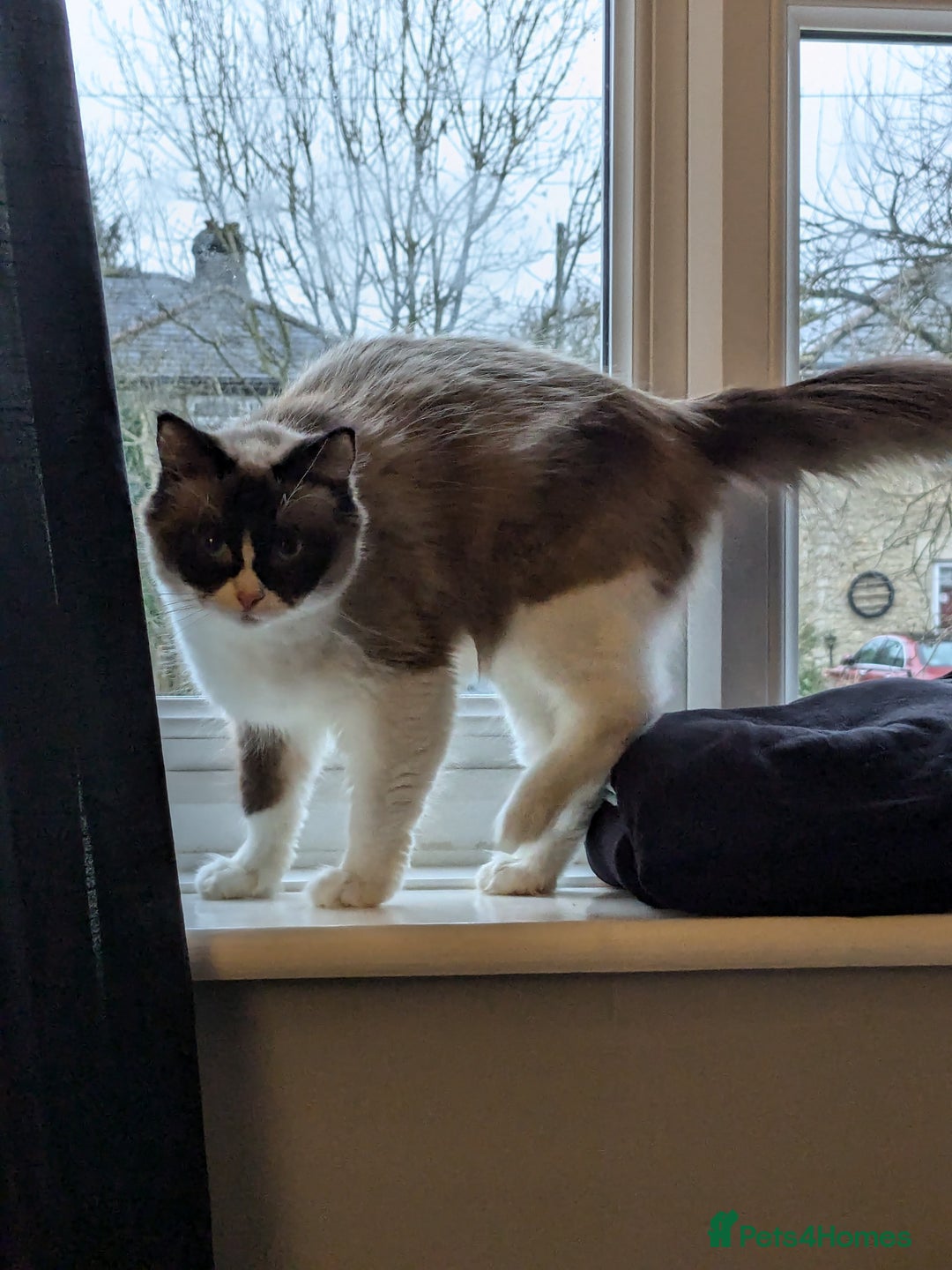 Ragdoll cats for sale: Beautiful seal point mitted snowshoe ragdoll  - Image 3