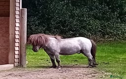 Shetland pony horses for sale: Gorgeous Colt  - Image 4