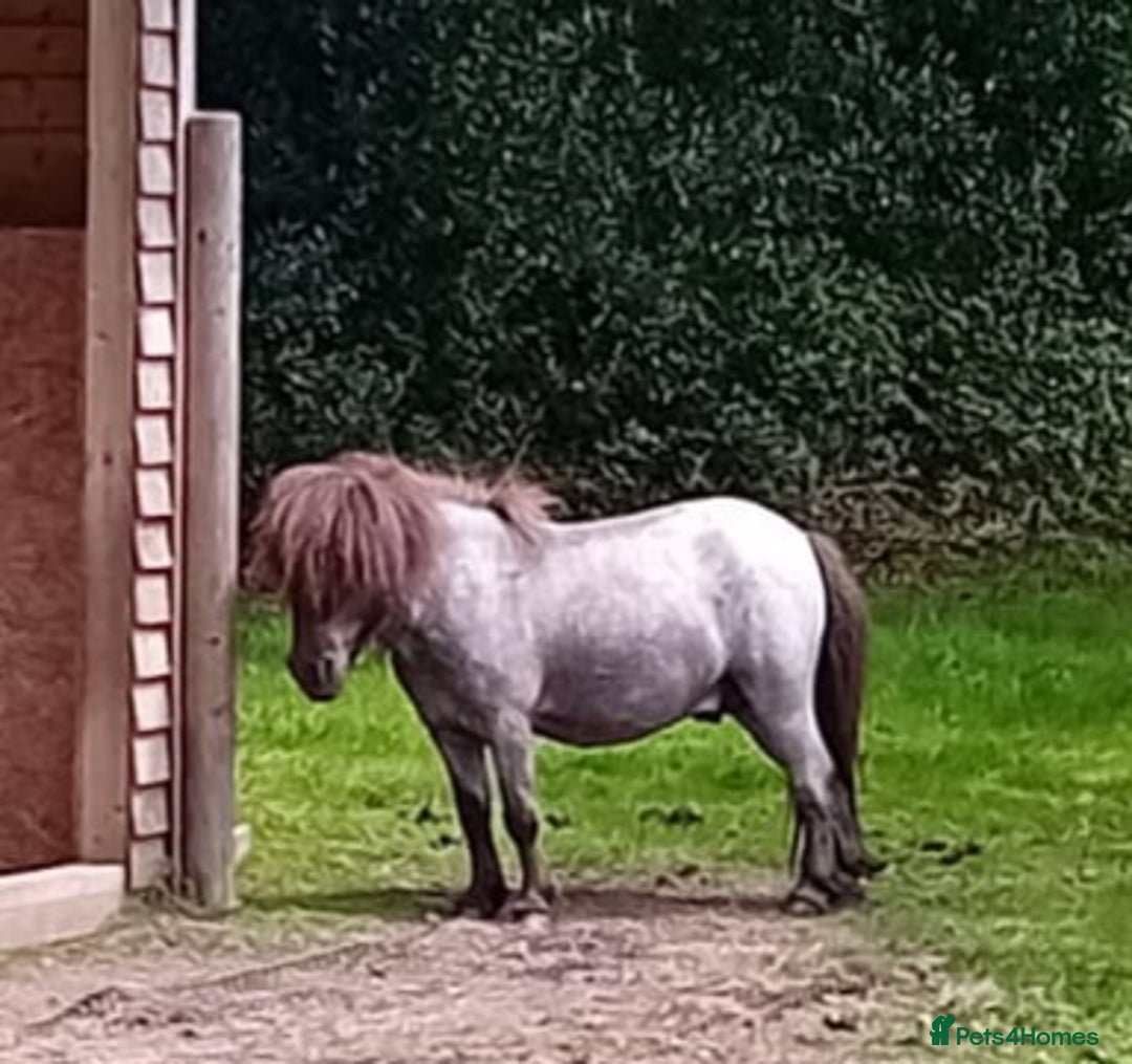 Shetland pony horses for sale: Gorgeous Colt  - Image 4