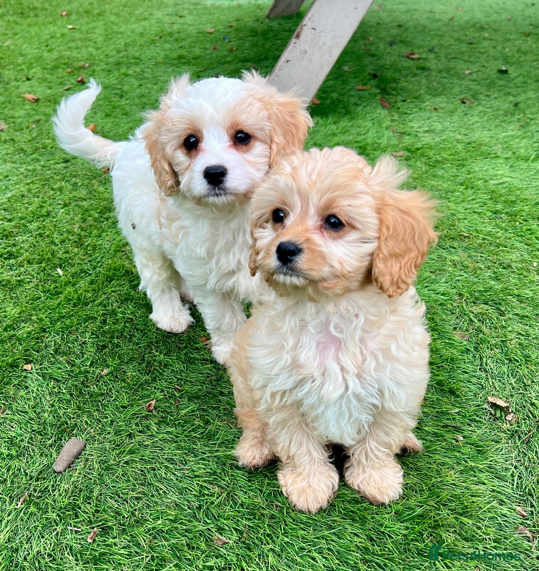 Cavapoo dogs Stunning F1 Cavapoo  - Advert 1