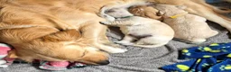 Golden Retriever dogs for sale: 5 Beautiful Golden Retriever's  - Advert 24