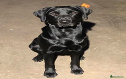 Labrador Retriever dogs for sale: Excellent KC reg-health checked, 6th generation  - Image 5