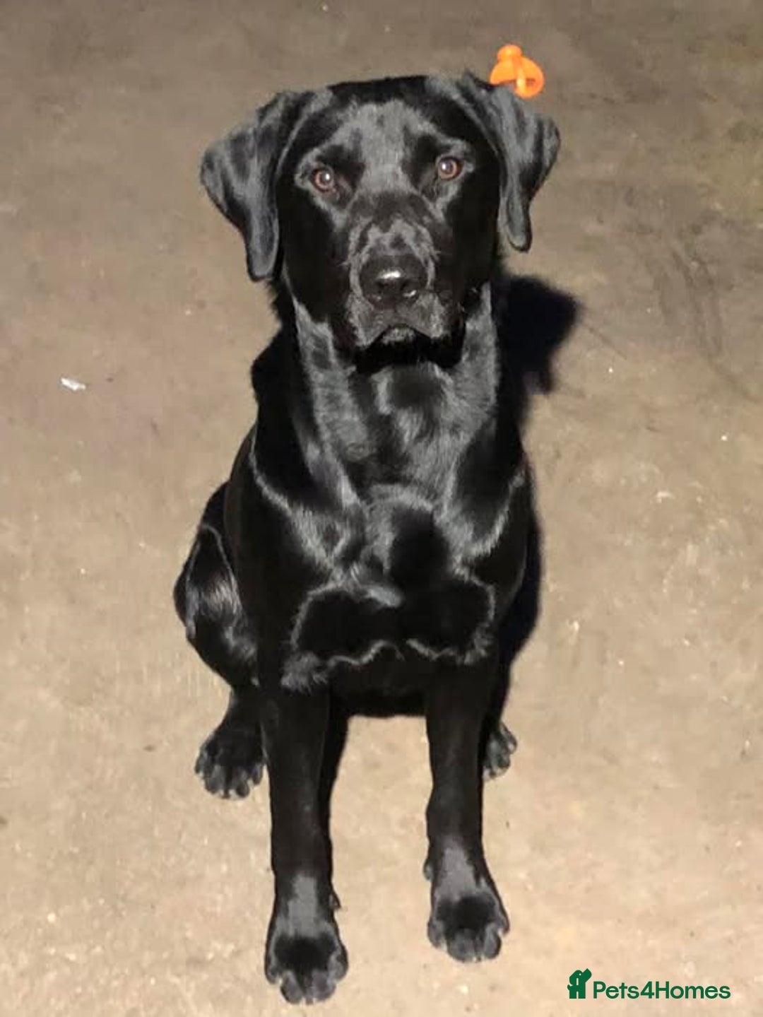 Labrador Retriever dogs for sale: Excellent KC reg-health checked, 6th generation  - Image 5