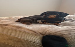 Miniature Dachshund dogs for sale: Gorgeous KC Miniature Dachshunds  - Image 13