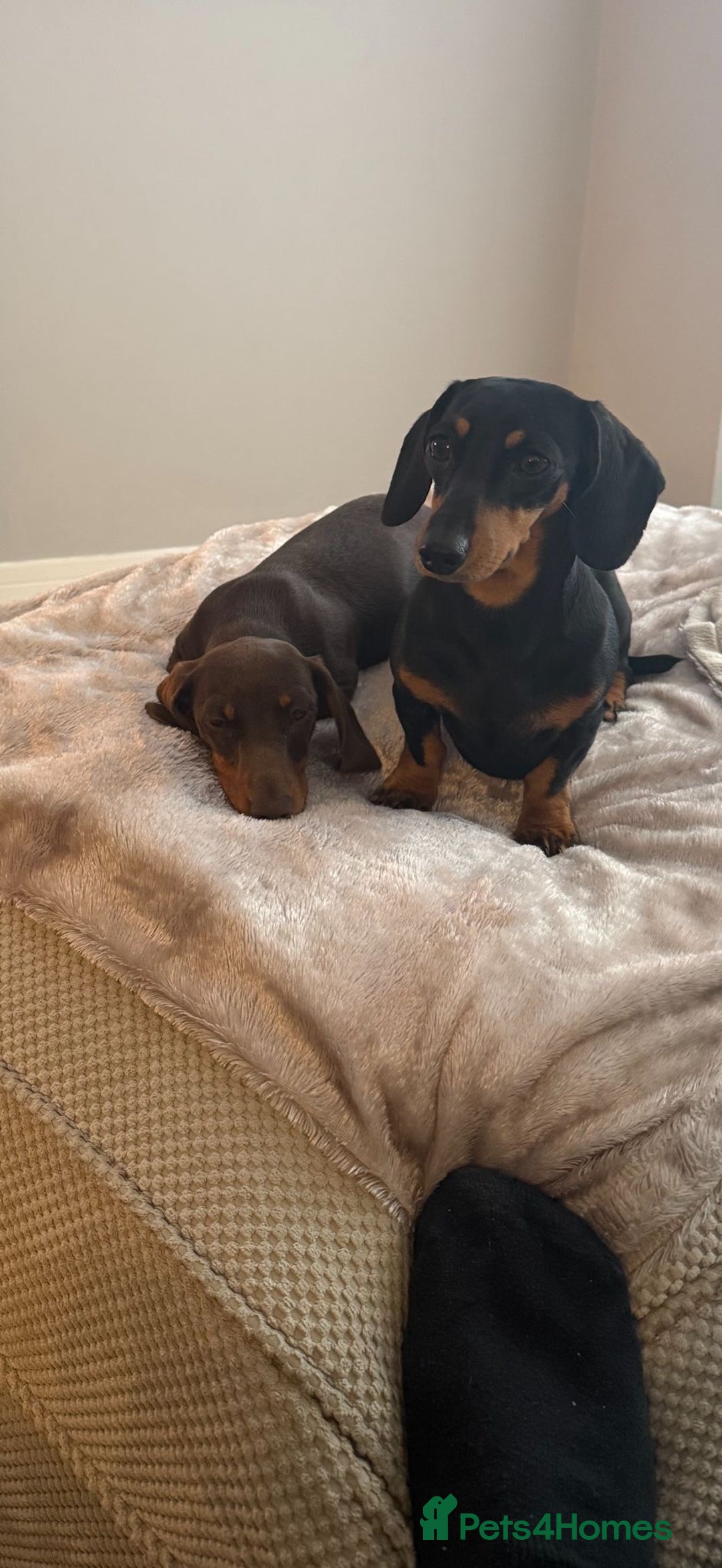 Miniature Dachshund dogs for sale: Gorgeous KC Miniature Dachshunds  - Image 13