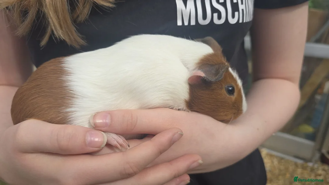 Guinea Pig rodents for sale: Young female guinea pigs  - Advert 6