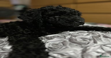 Cockapoo dogs - Advert 11