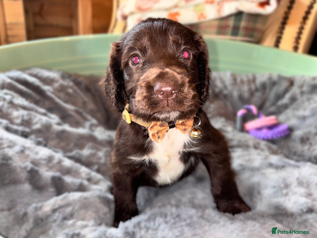 Sprocker dogs for sale: Beautiful litter of working type sprockers  - Image 8
