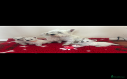 West Highland Terrier dogs for sale: 4 stunning west highland terrier puppies for sale - Image 4