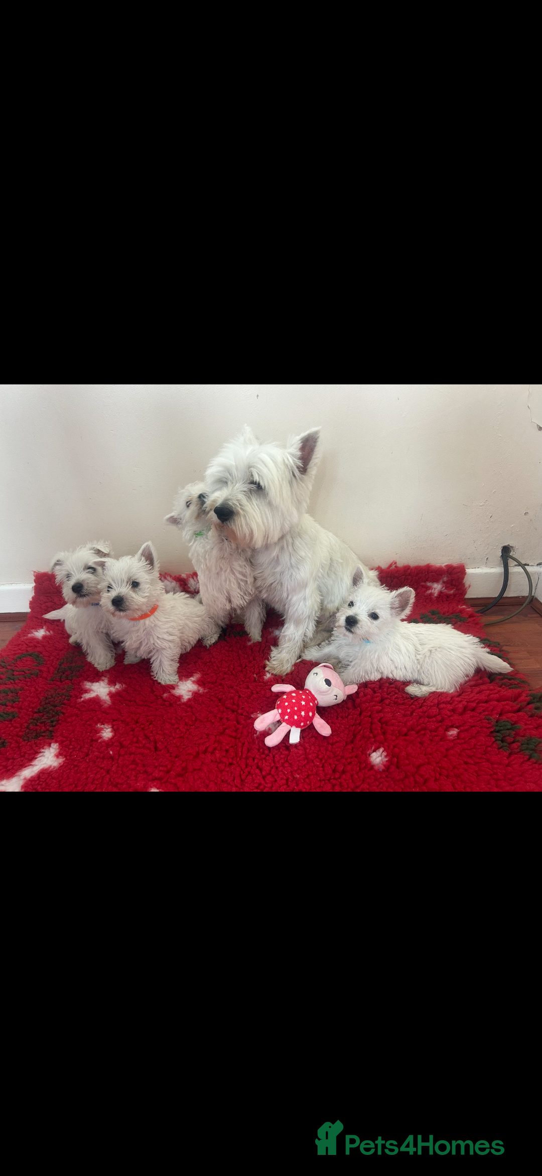 West Highland Terrier dogs for sale: 4 stunning west highland terrier puppies for sale - Image 4