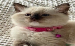 Ragdoll cats for sale: Ragdolls kittens 2 girls & 3 boys  - Image 19