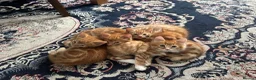 Mixed Breed cats for sale: Ginger Kittens Very Cute - Advert 12
