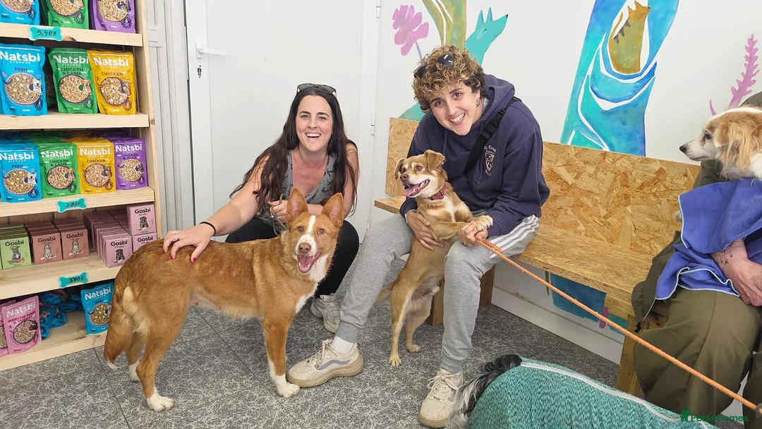 Portuguese Podengo dogs for adoption: Sweet  in Birkenhead - Advert 2