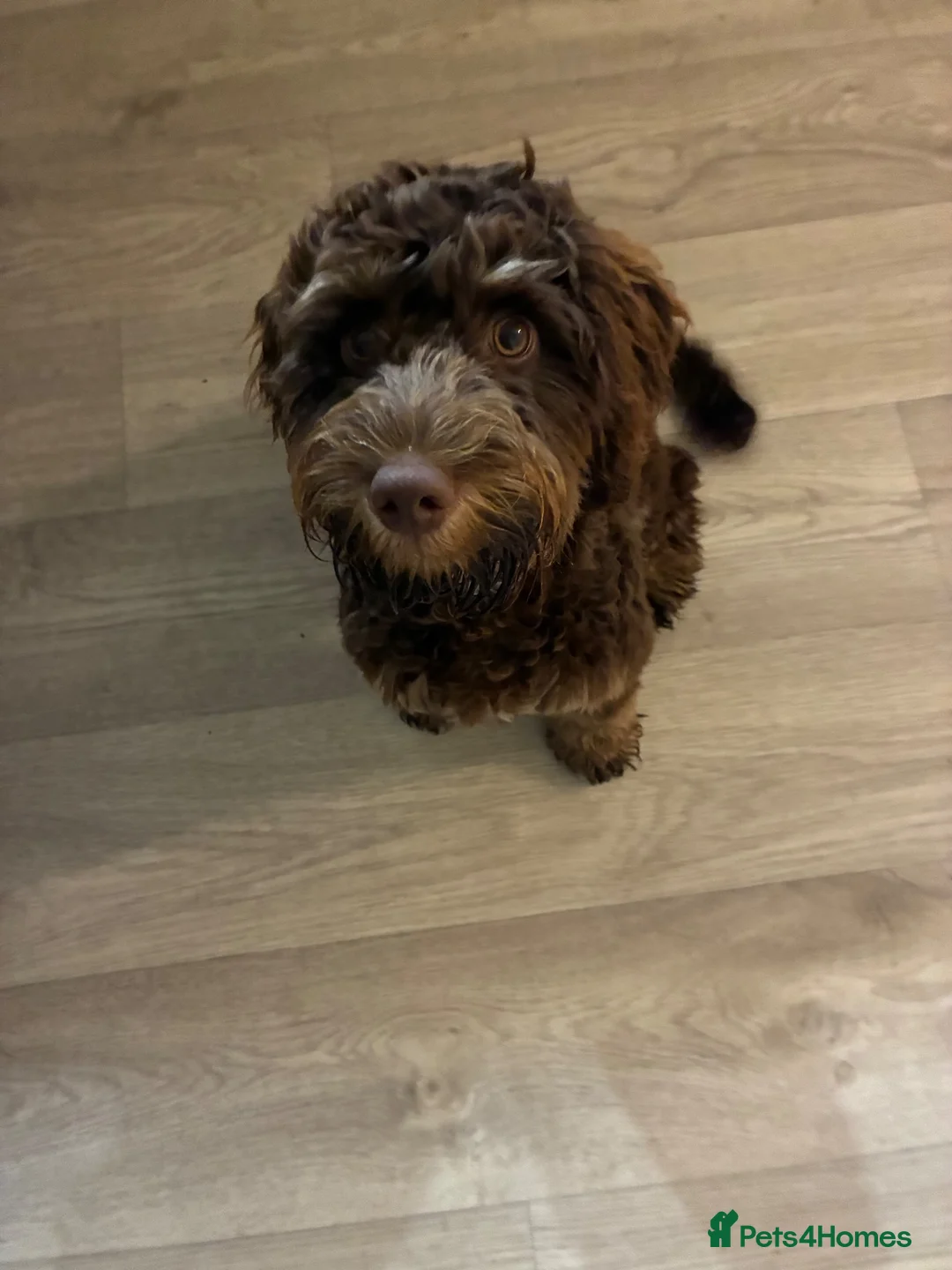 Cockapoo dogs for sale: 6 month old cockerpoo  in Burton-on-Trent - Advert 1