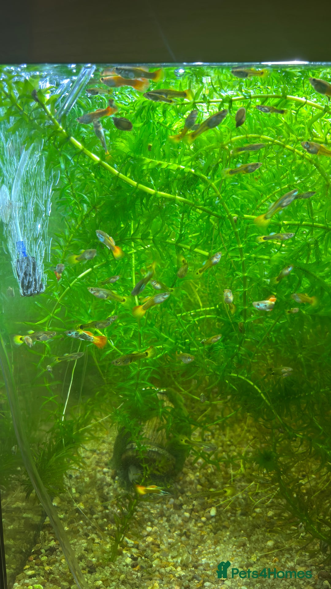 Live Bearers fish for sale: Guppies, various colours and ages. - Advert 6