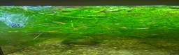 Live Bearers fish for sale: Guppies, various colours and ages. - Advert 6