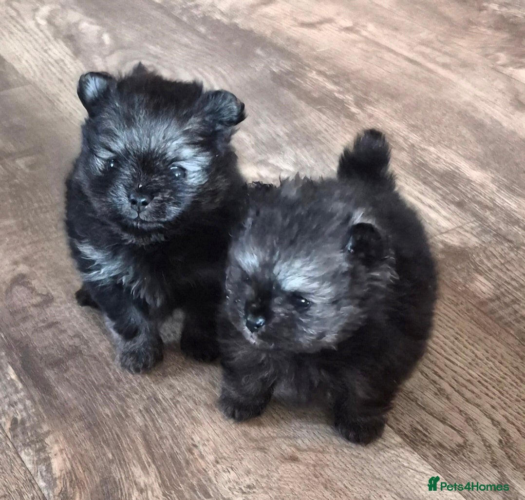 Pomeranian dogs Wolf sable Pomeranian  - Advert 18