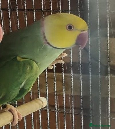 Ringnecks birds Breeding Pairs of Indian Ringnecks for sale - Advert 9