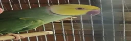 Ringnecks birds for sale: Breeding Pairs of Indian Ringnecks for sale - Advert 1