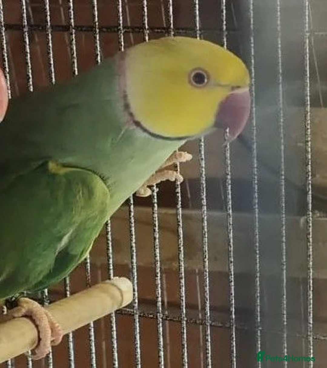 Ringnecks birds for sale: Breeding Pairs of Indian Ringnecks for sale - Advert 1