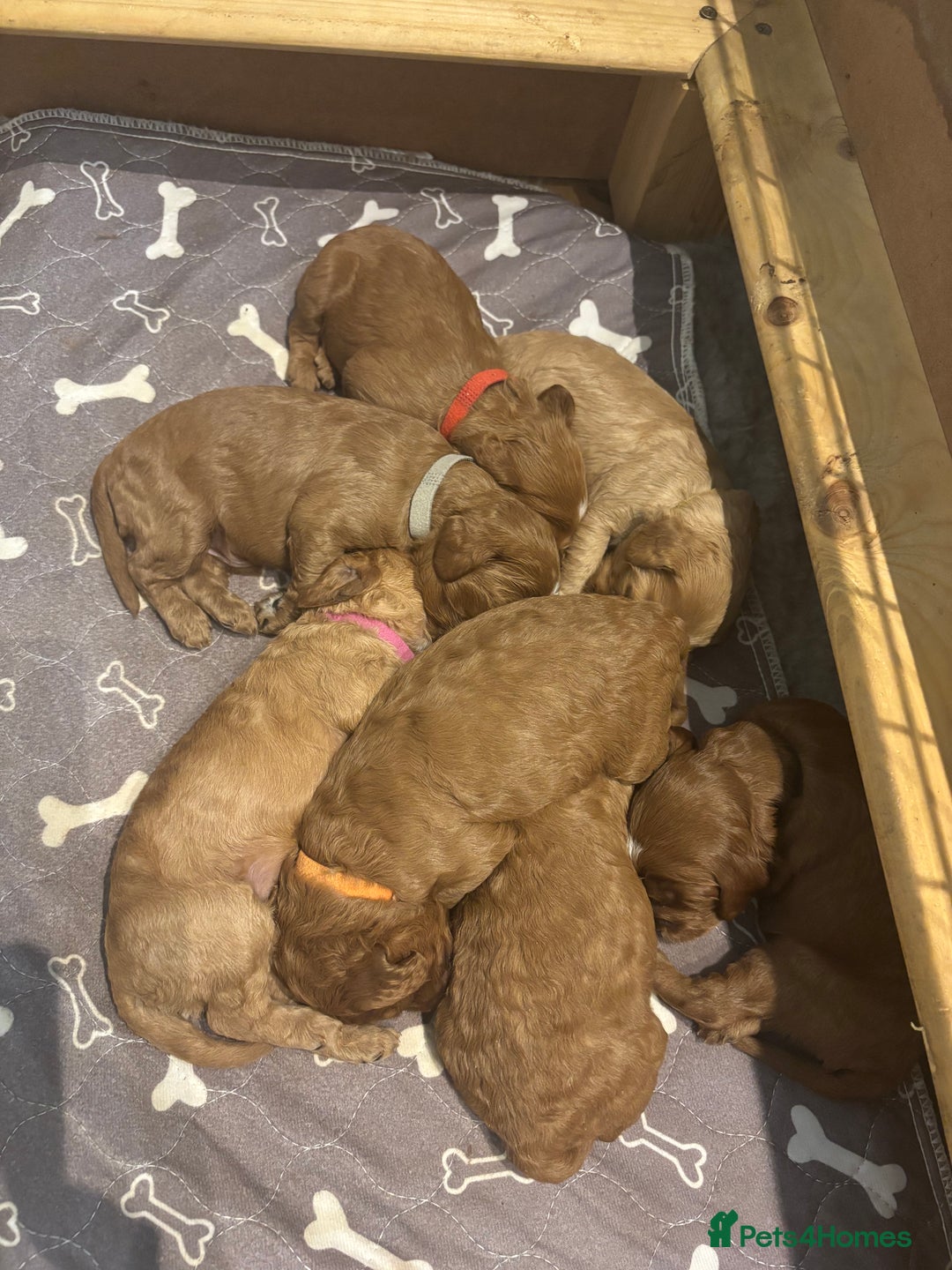 Cockapoo dogs for stud: F2 Cockapoo  - Image 2
