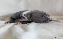 Staffordshire Bull Terrier dogs for sale: 7 Blue Staffordshire bull terrier puppies - Image 2