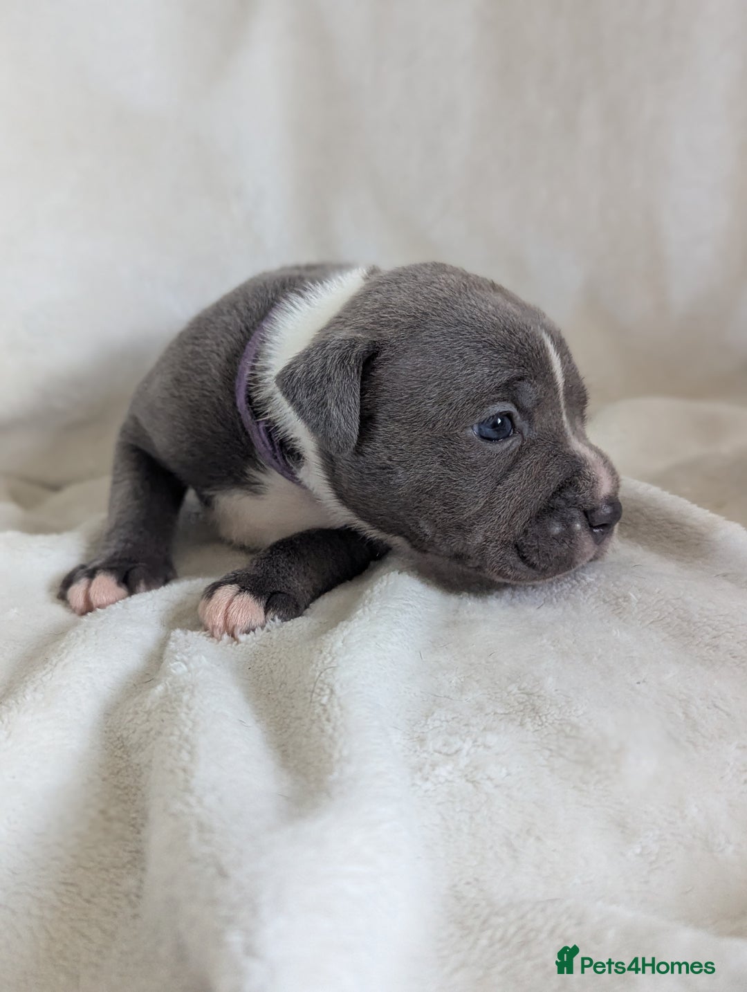 Staffordshire Bull Terrier dogs for sale: 7 Blue Staffordshire bull terrier puppies - Image 2