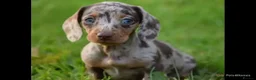 Miniature Dachshund dogs for stud:  Handsome Silver Dapple in Brecon - Advert 9