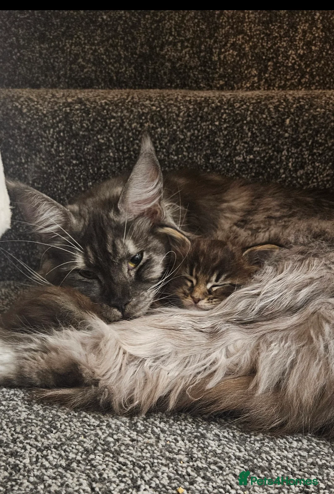 Maine Coon cats for sale: TICA Registered Maine Coon Kitten  - Advert 6