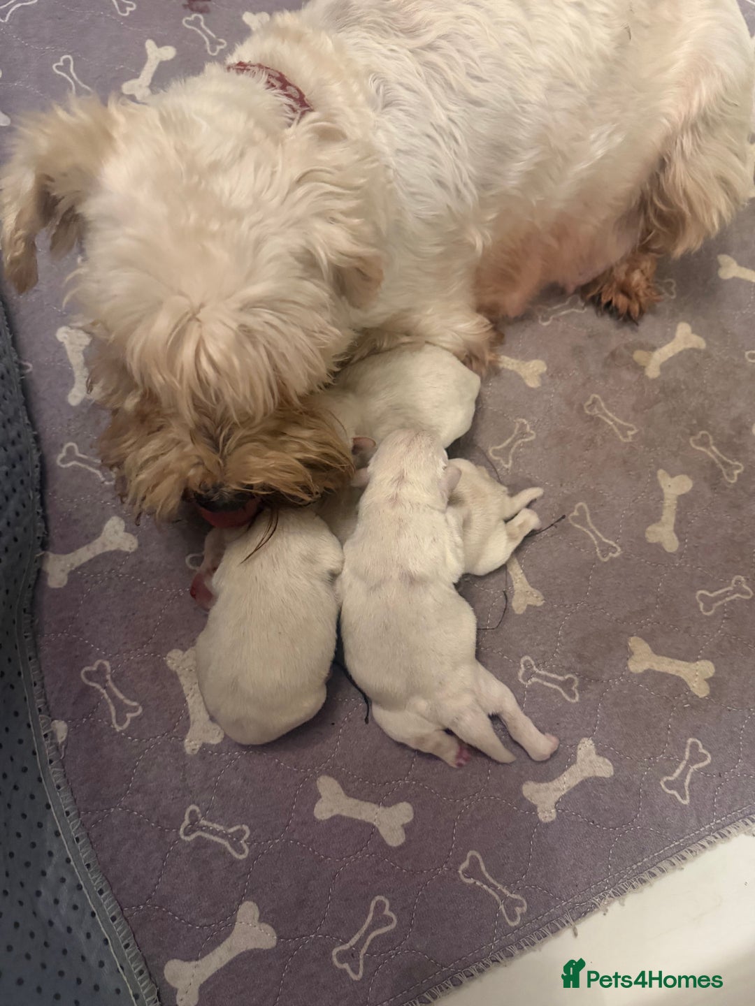 Miniature Schnauzer dogs for sale: Kc reg Miniature schnauzer pups - Advert 4