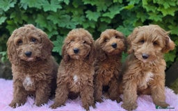 Cockapoo dogs for sale: Cockapoo Puppies - Image 1