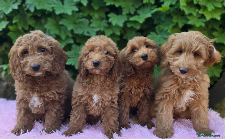 Cockapoo dogs - Advert 1