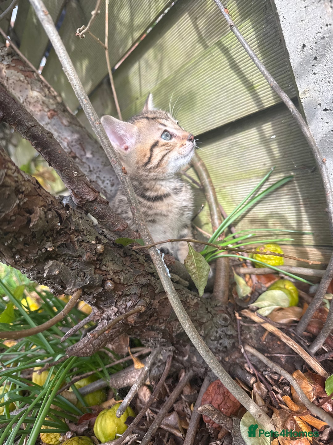 Bengal cats for sale: Bengal x Persian kittens - Image 7
