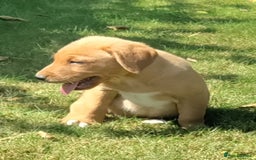 Labrador Retriever dogs for sale: Labrador pups for sale ready now!! - Image 6