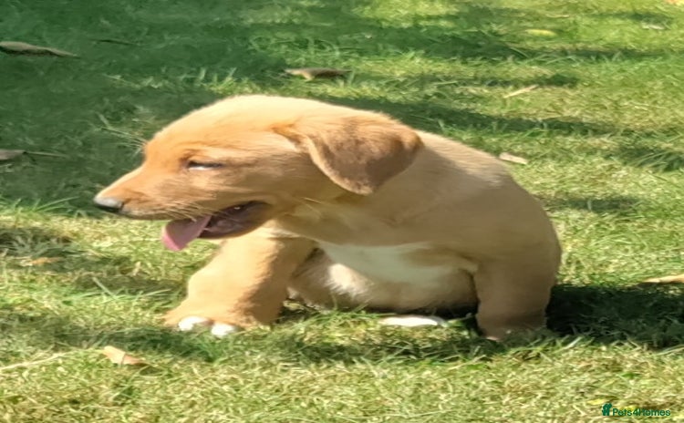 Labrador Retriever dogs - Advert 16