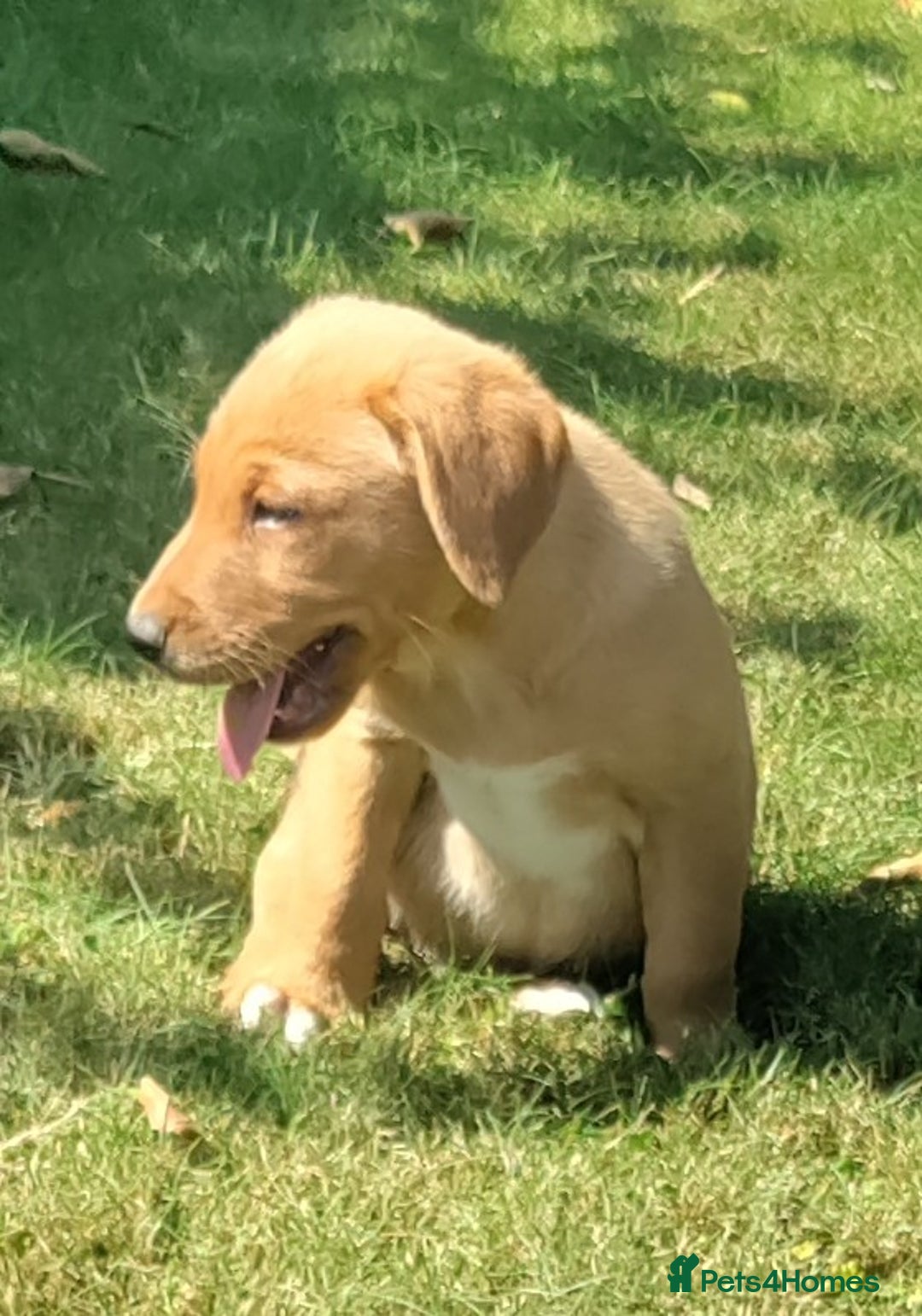 Labrador Retriever dogs for sale: Labrador pups for sale ready now!! - Image 6