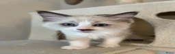 Ragdoll cats for sale: Pure ragdoll 7 weeks old clearance sale London  - Advert 20