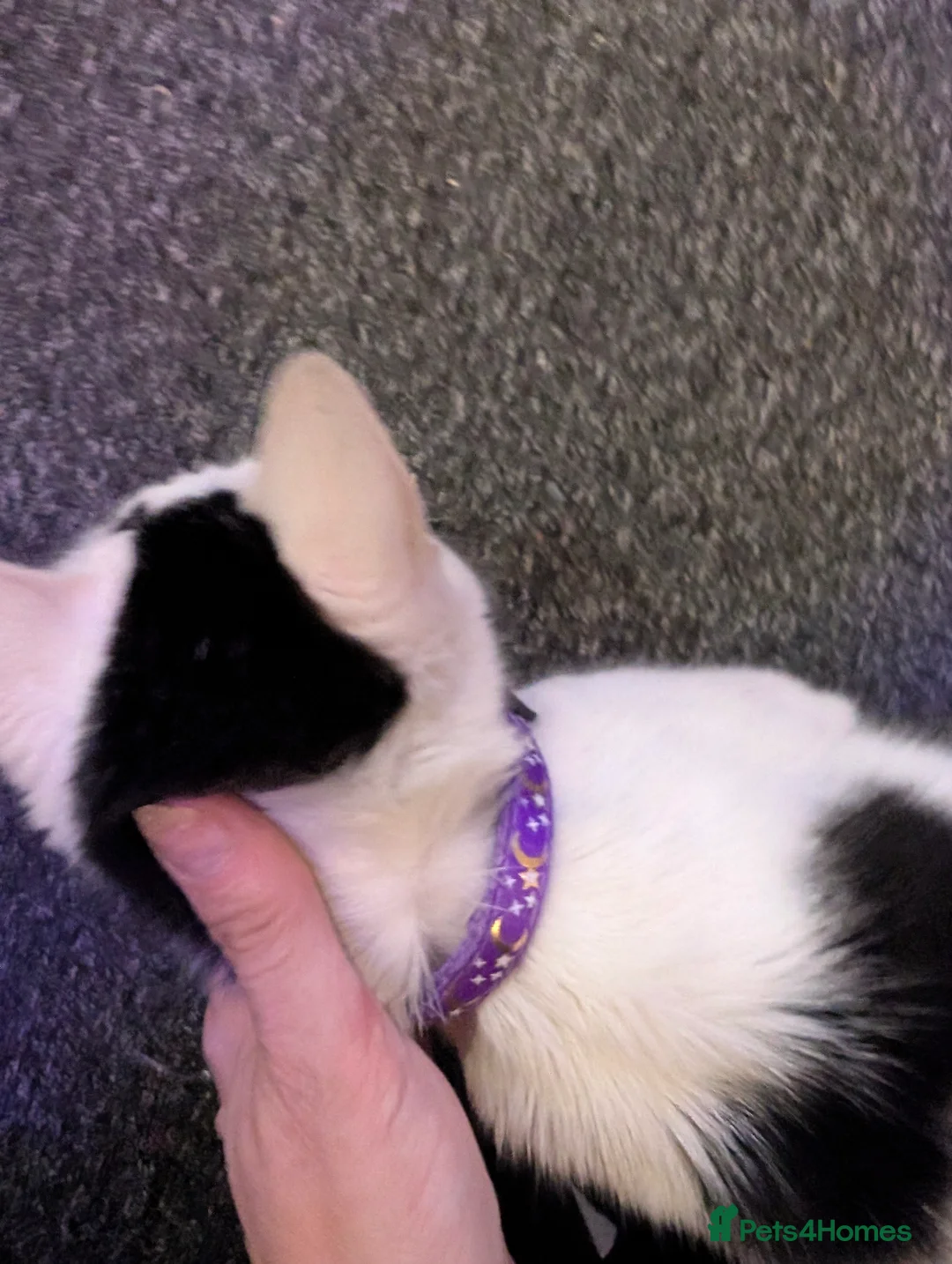 Mixed Breed cats for sale: Kittens  in Birmingham - Advert 1